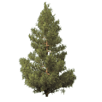 Fir-Tree Transparent PNG Image