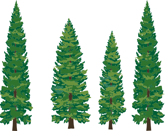 Fir-Tree Transparent PNG Image