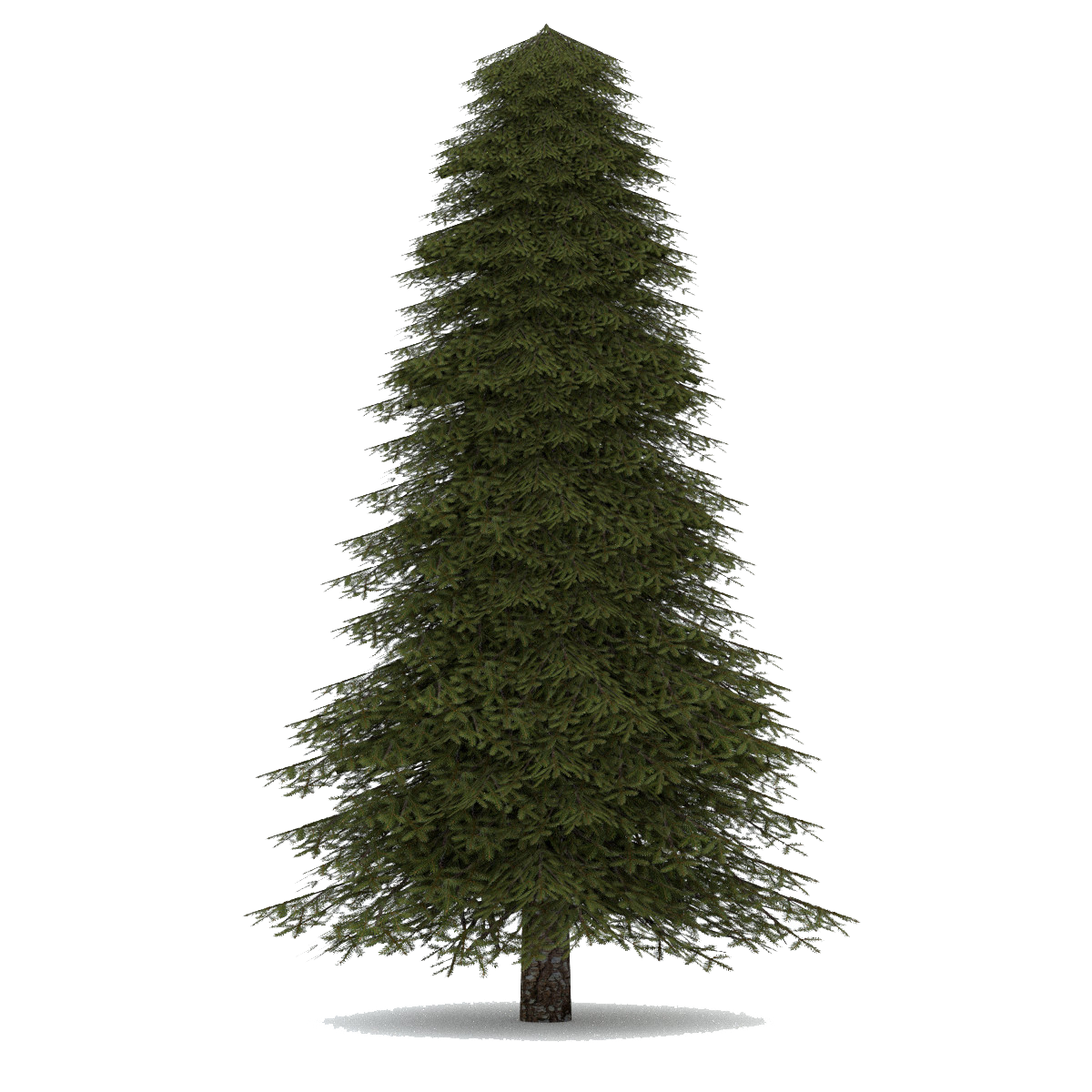 Fir-Tree Transparent PNG Image
