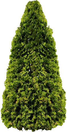 Fir-Tree Transparent PNG Image