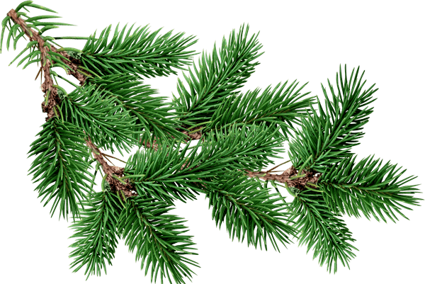 Fir-Tree Transparent PNG Image