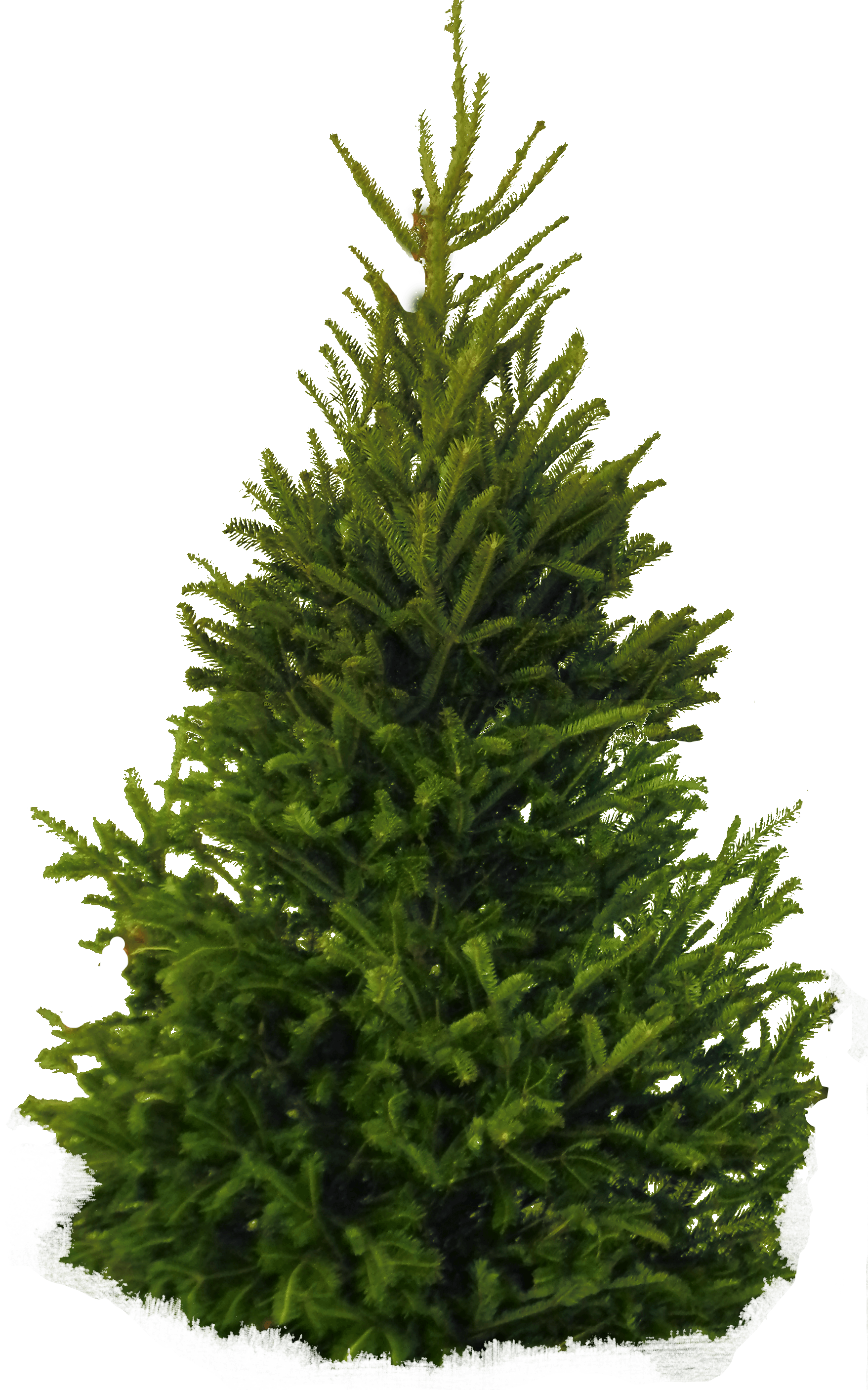 Fir-Tree Transparent PNG Image