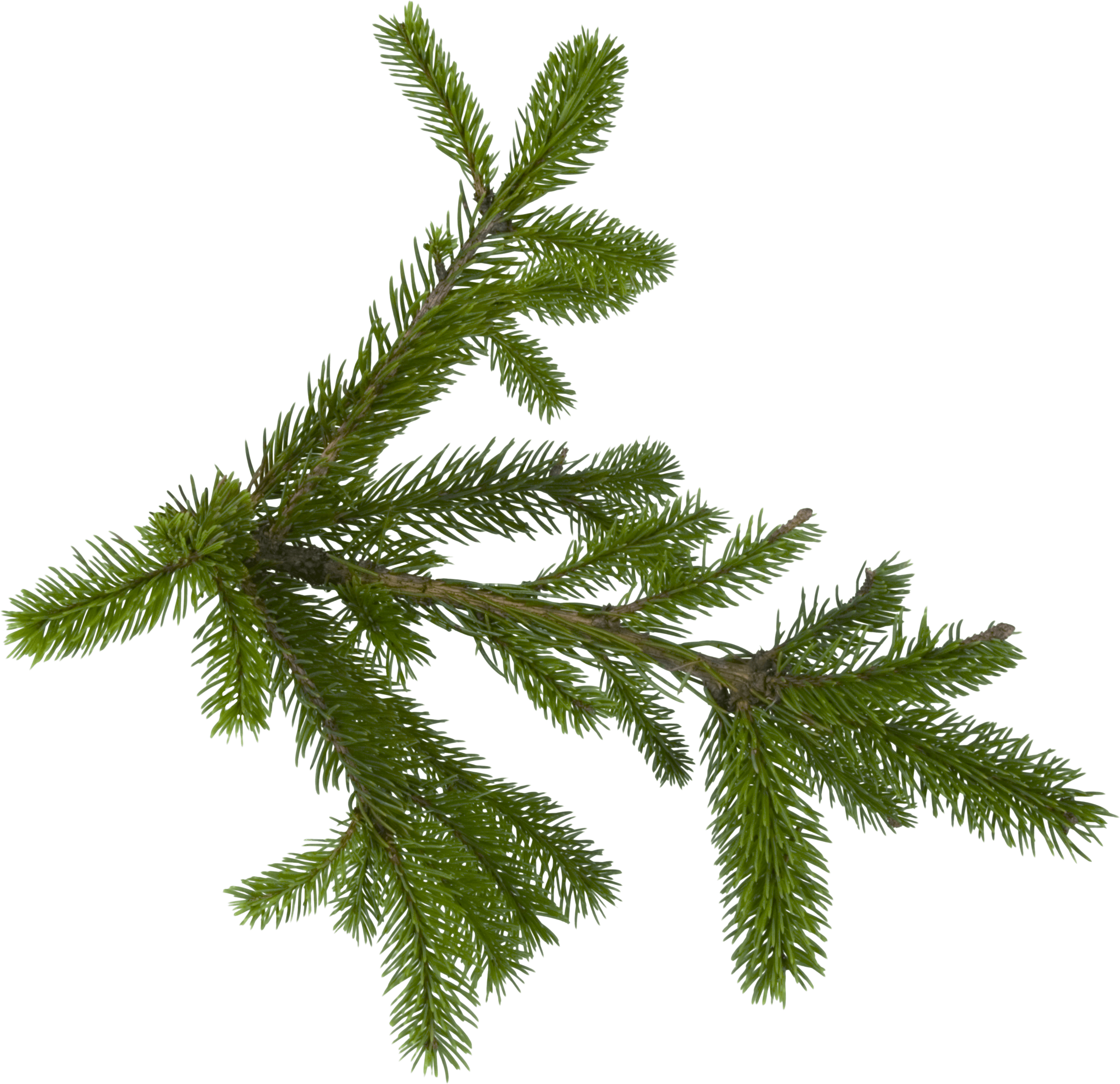 Fir-Tree Transparent PNG Image
