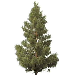Fir-Tree Transparent PNG Image