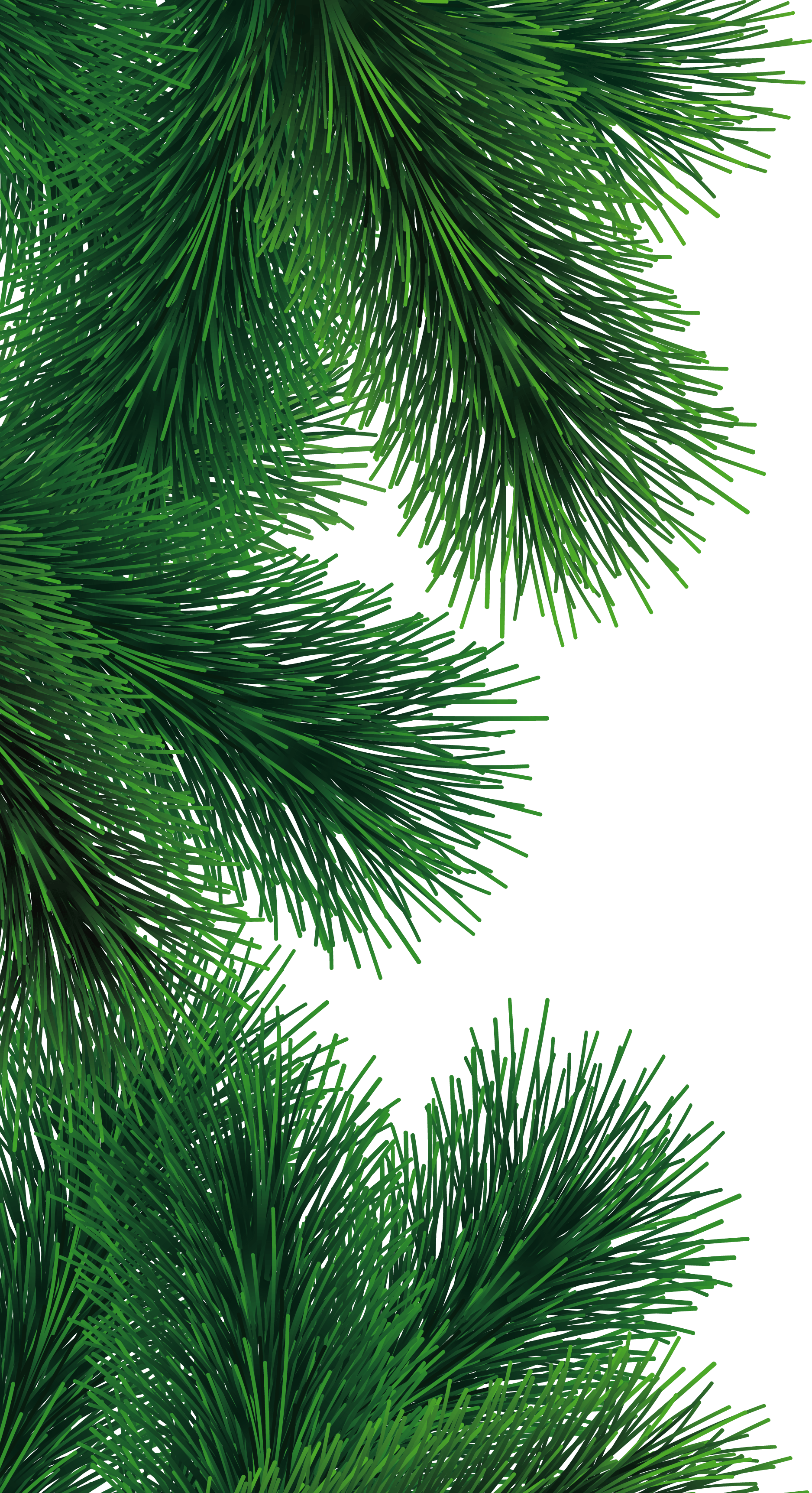Fir-Tree Branch Transparent PNG Image