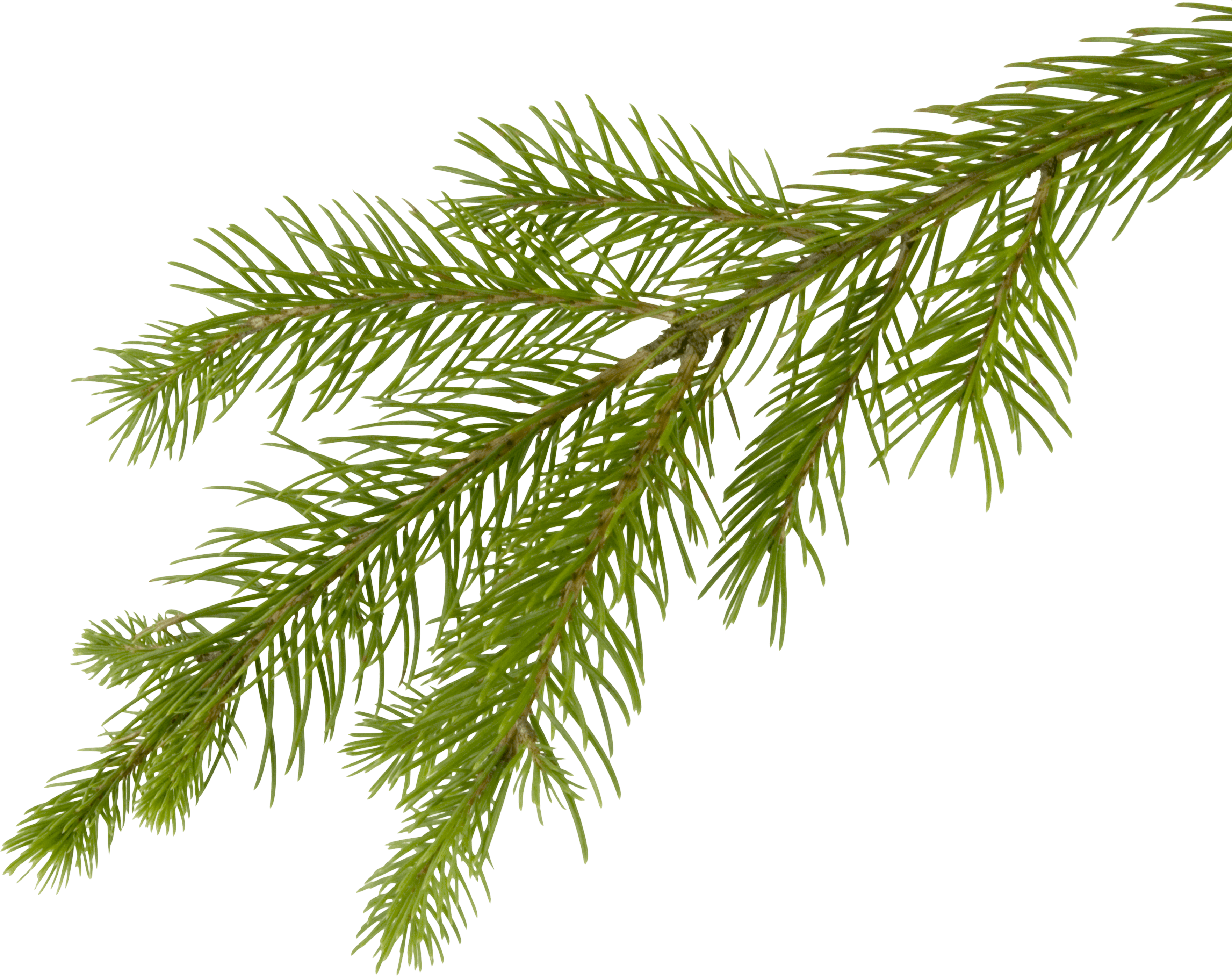 Fir-Tree Transparent PNG Image