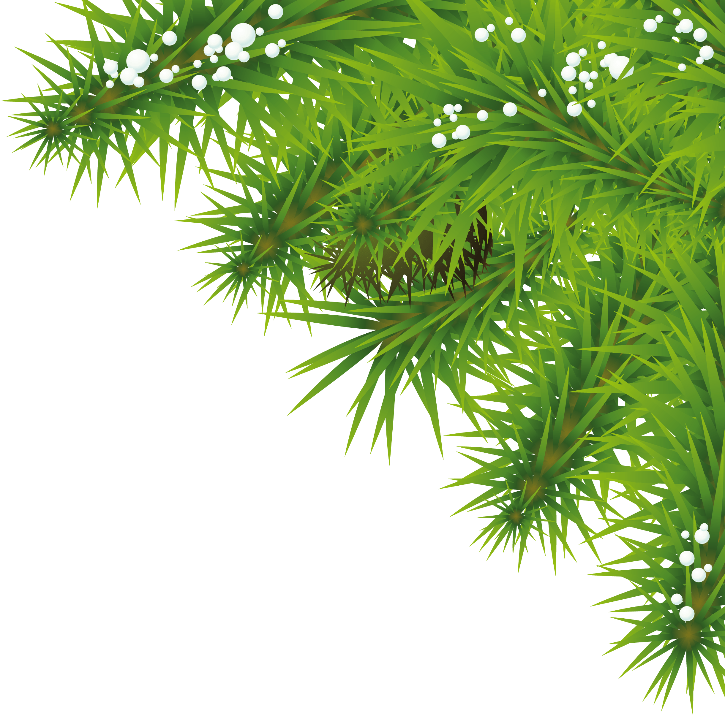 Fir-Tree Transparent PNG Image