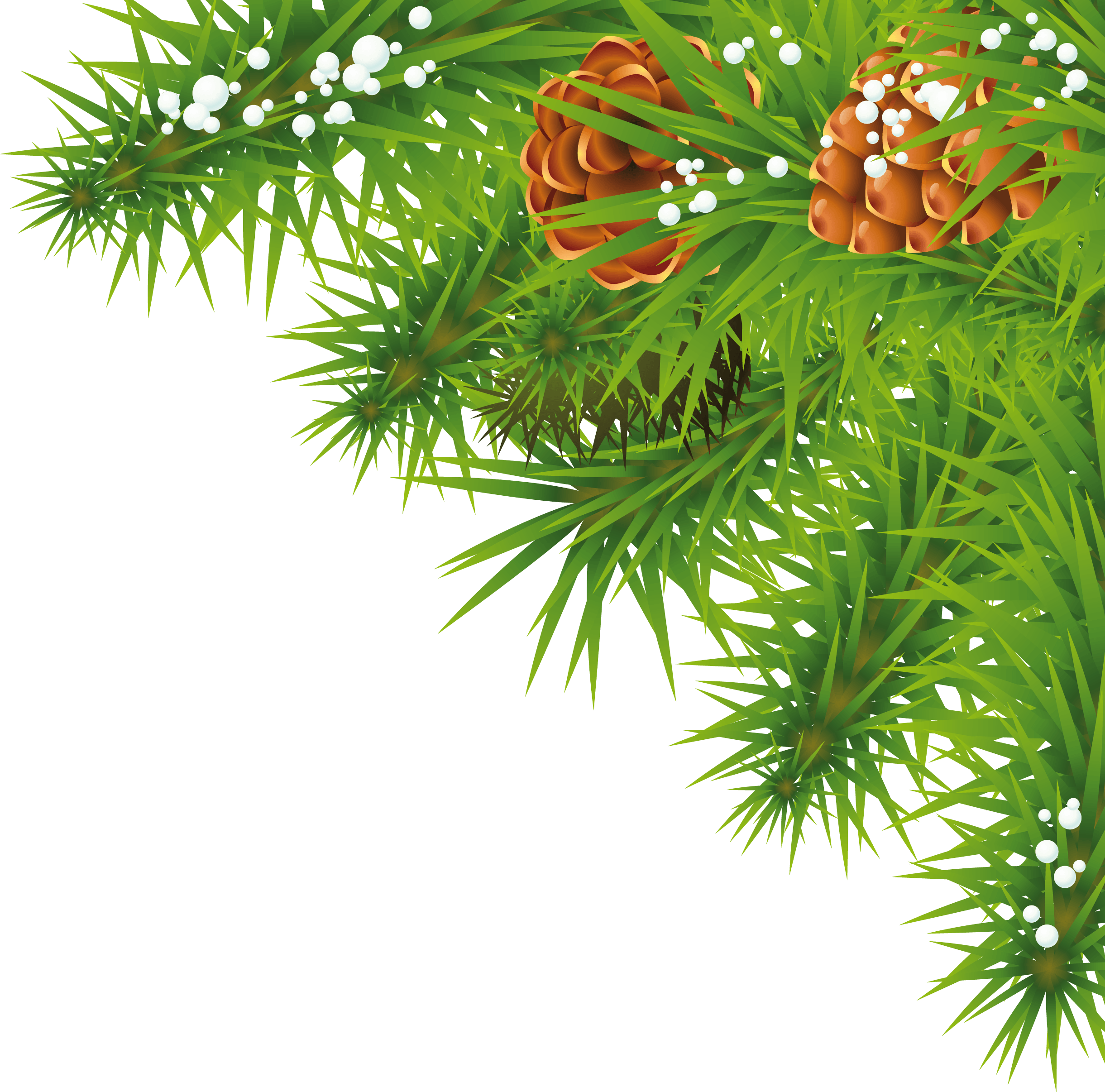 Fir-Tree Branch Transparent PNG Image