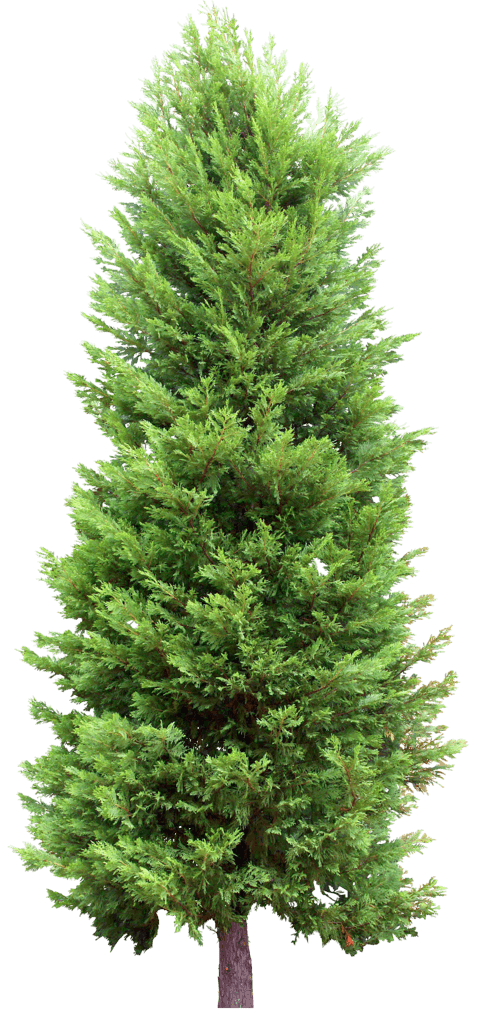 Fir-Tree Transparent PNG Image