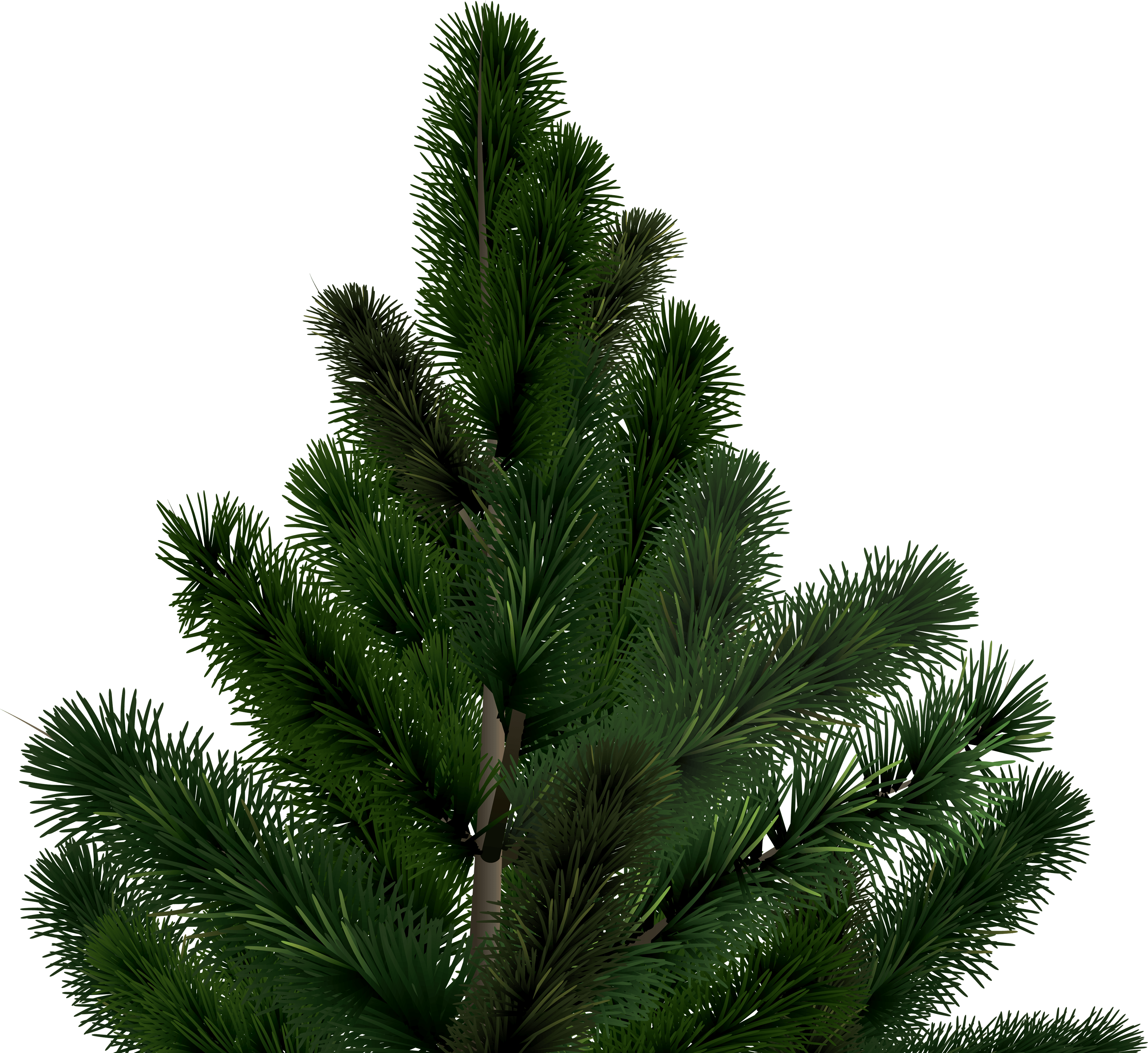 Fir-Tree Transparent PNG Image