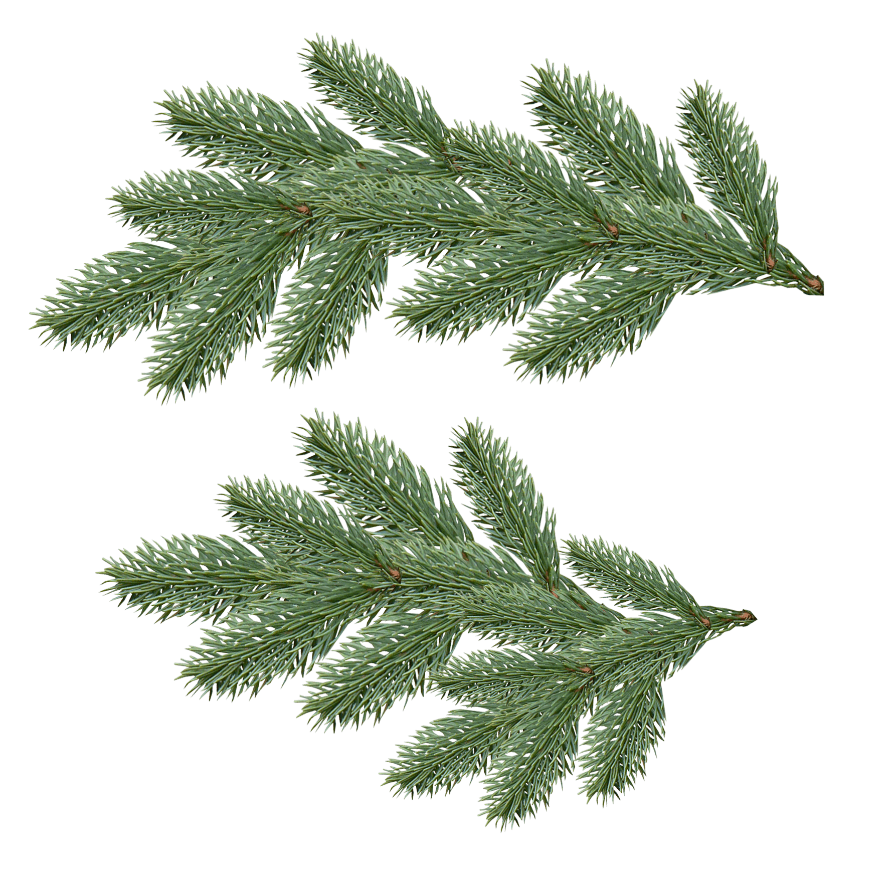 Fir-Tree Transparent PNG Image