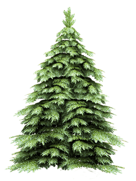 Fir-Tree Transparent PNG Image