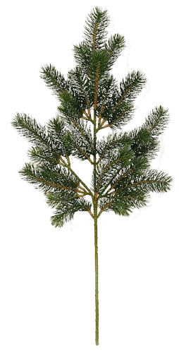 Fir-Tree Transparent PNG Image