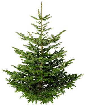 Fir-Tree Transparent PNG Image