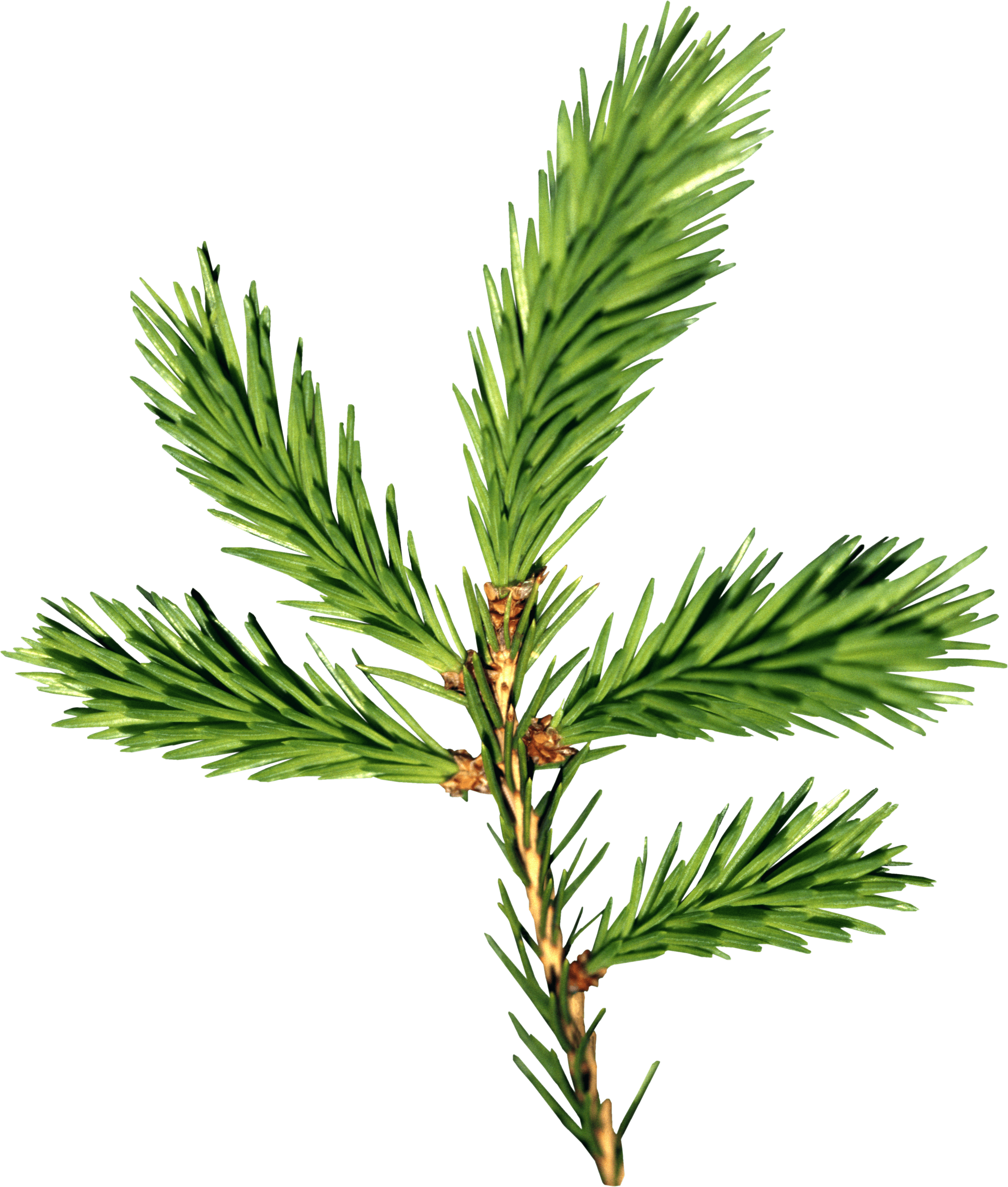 Fir-Tree Transparent PNG Image