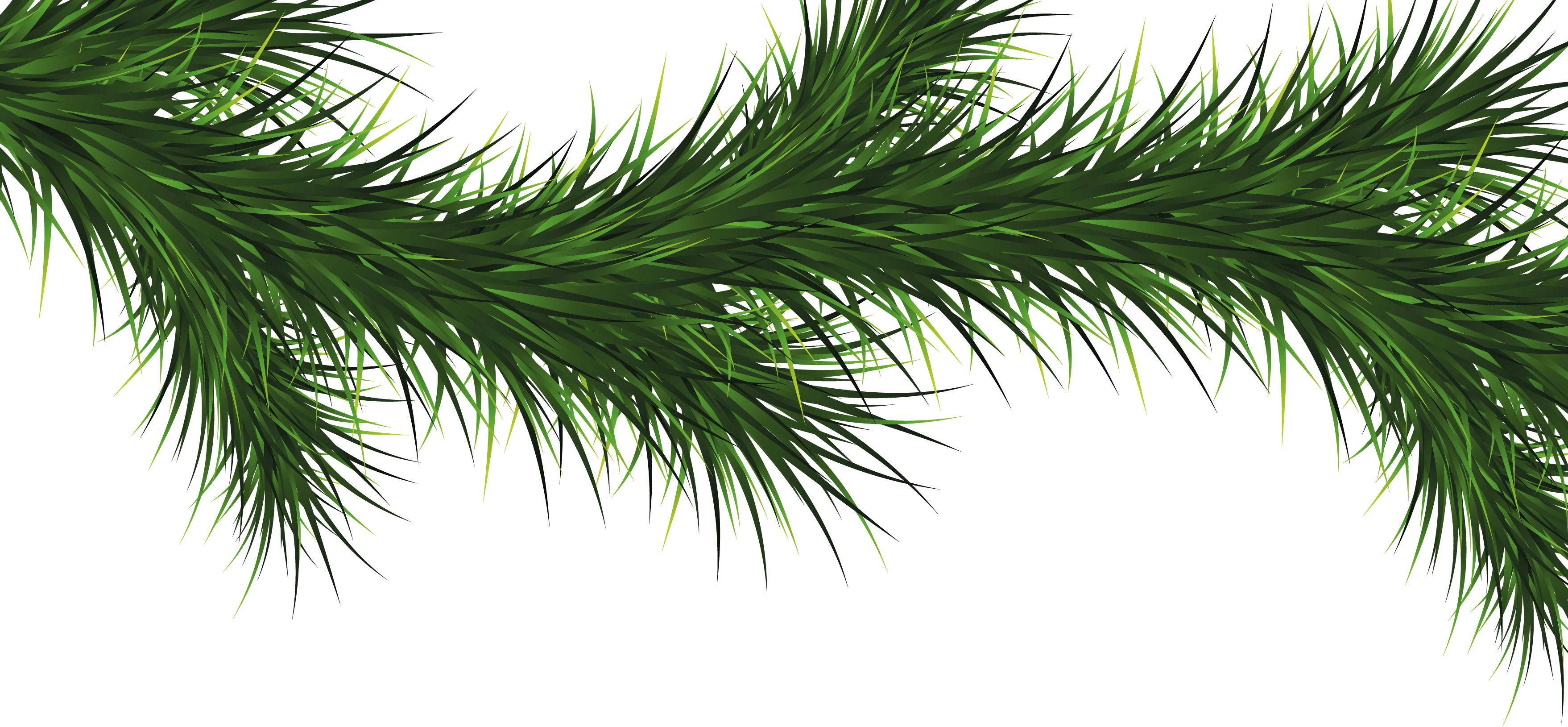 Fir-Tree Transparent PNG Image