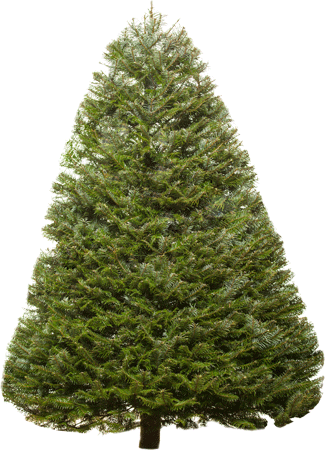 Fir-Tree Transparent PNG Image