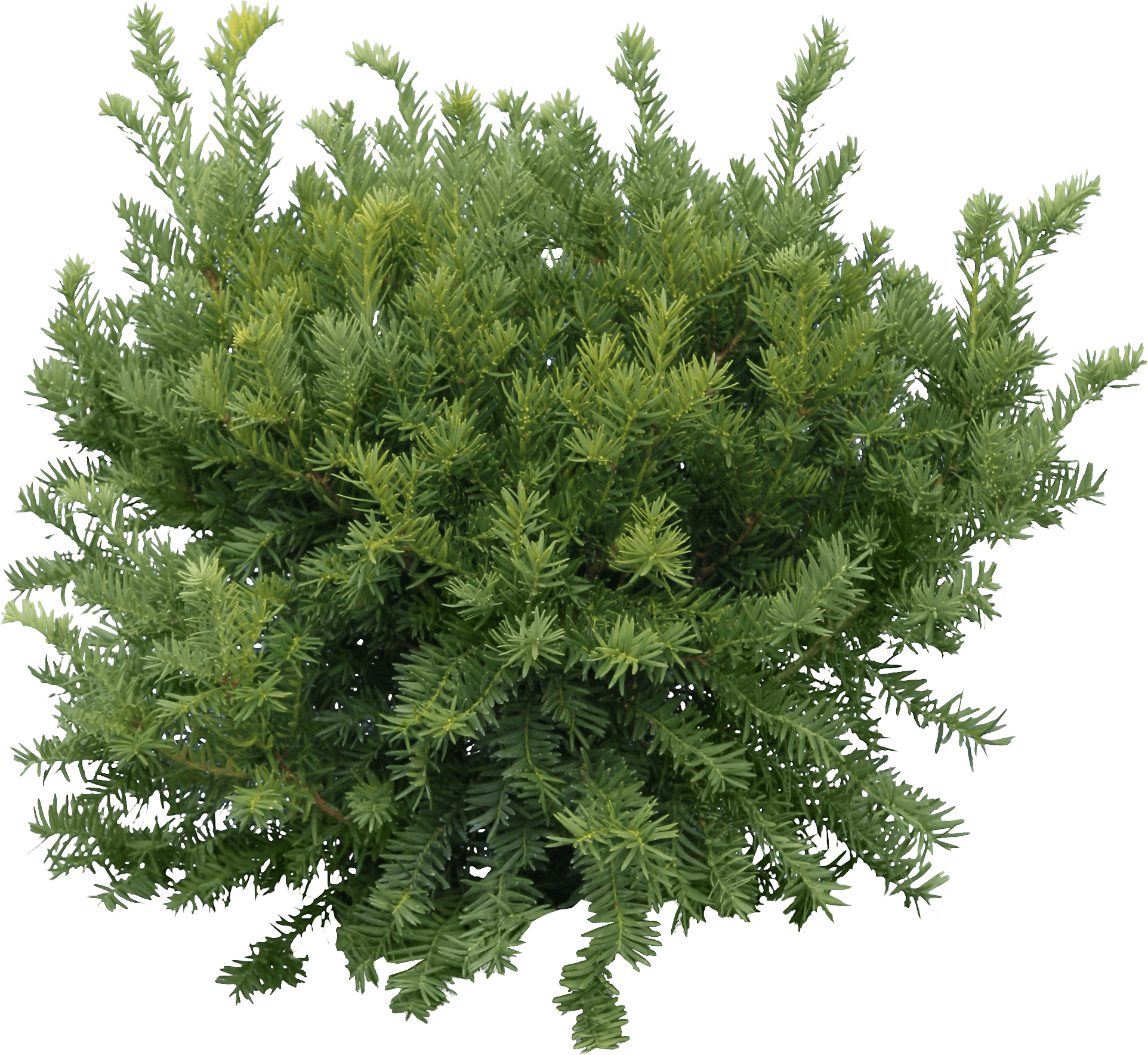 Fir-Tree Transparent PNG Image