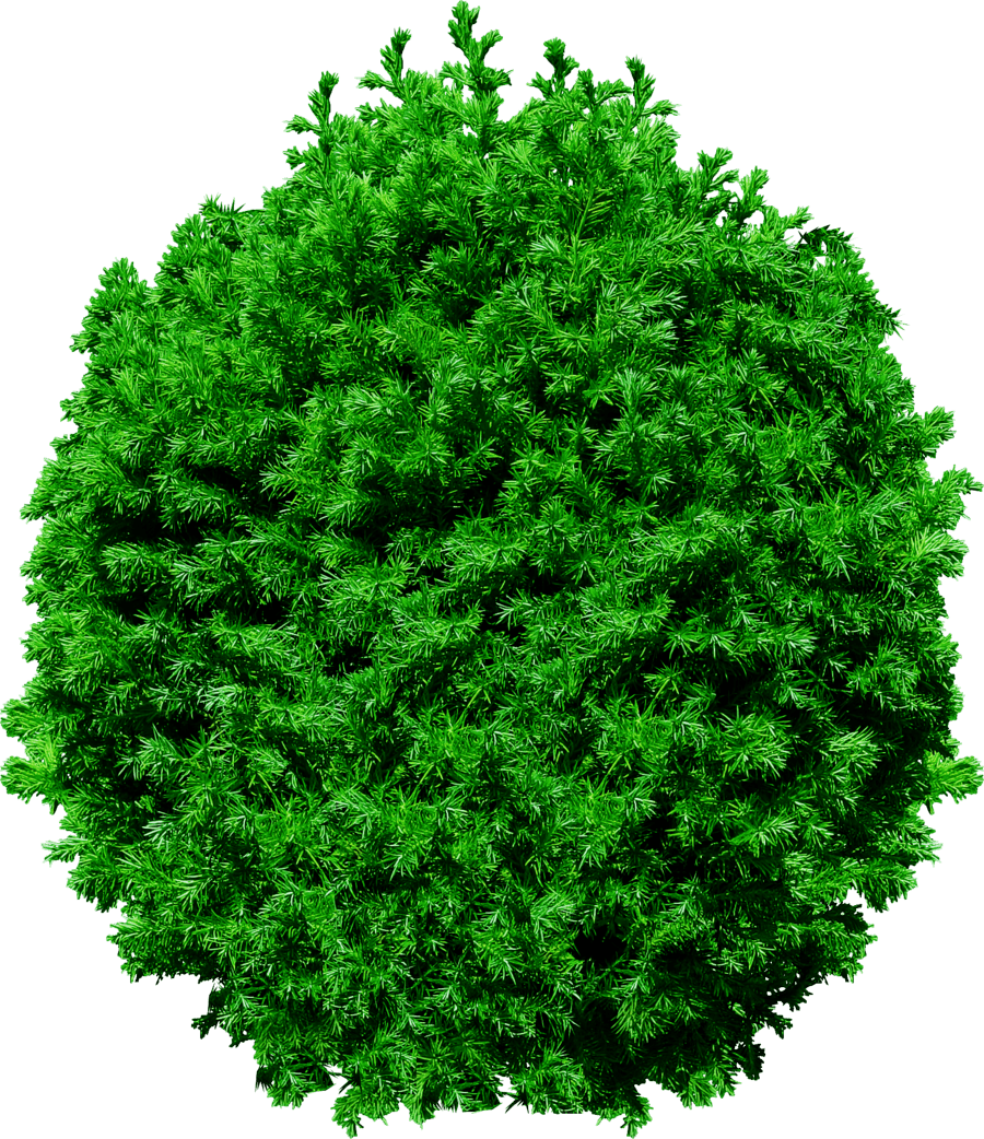 Fir-Tree Transparent PNG Image