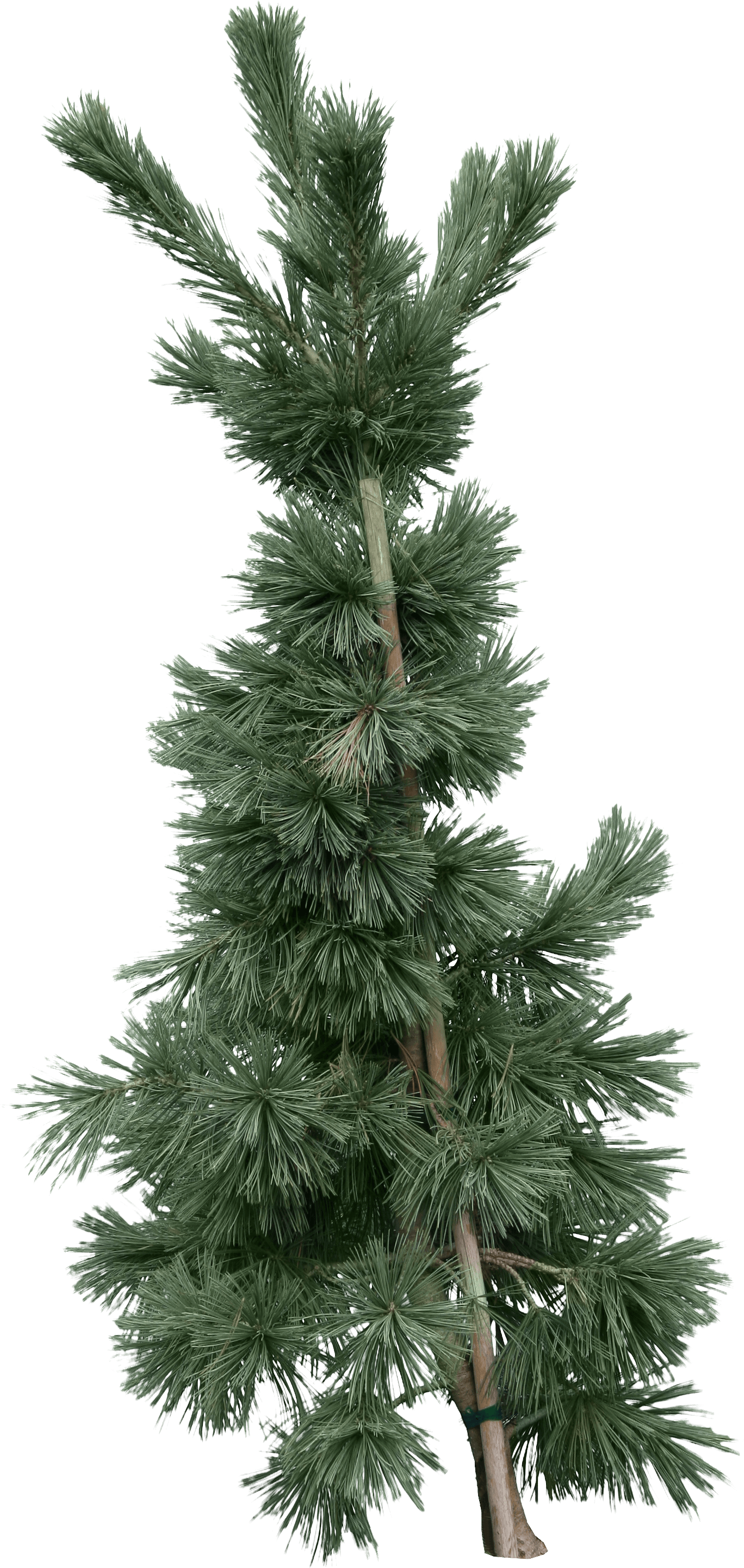 Fir-Tree Transparent PNG Image