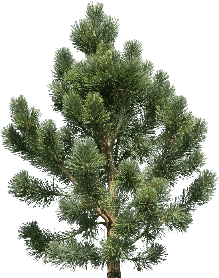 Fir-Tree Transparent PNG Image