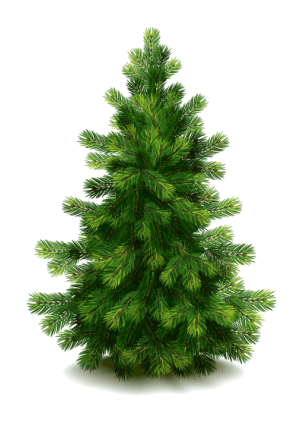 Fir-Tree Transparent PNG Image