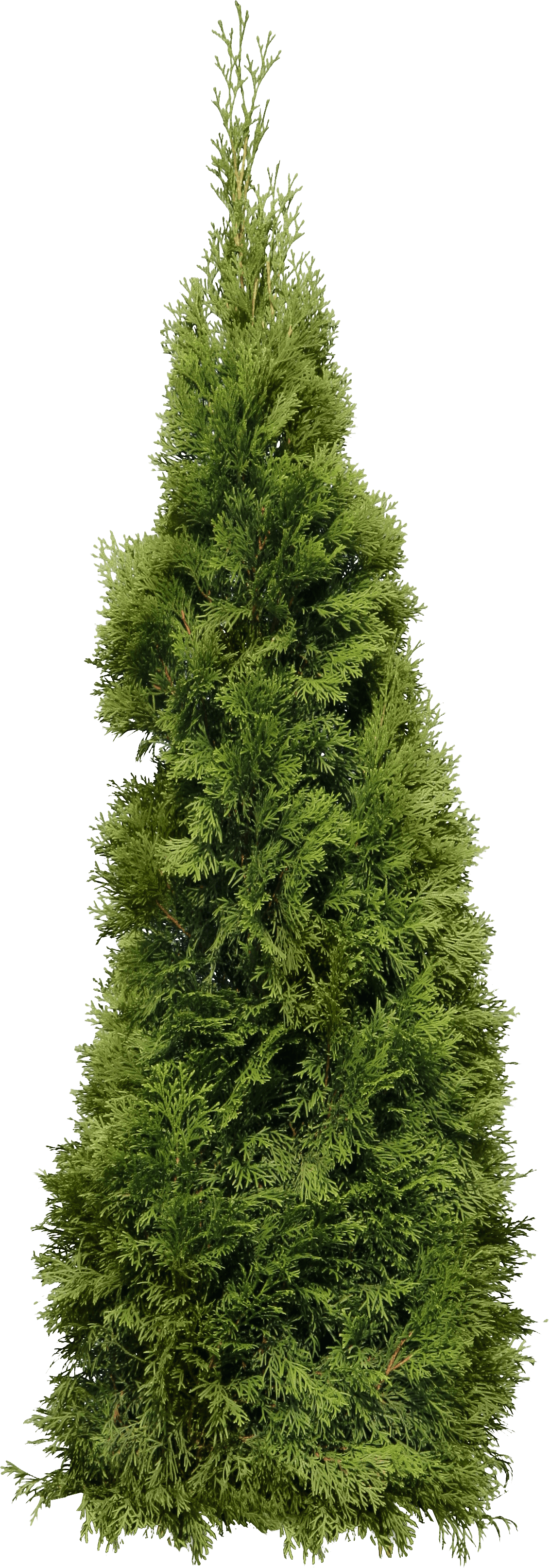 Green Big Fir-Tree Transparent PNG Image