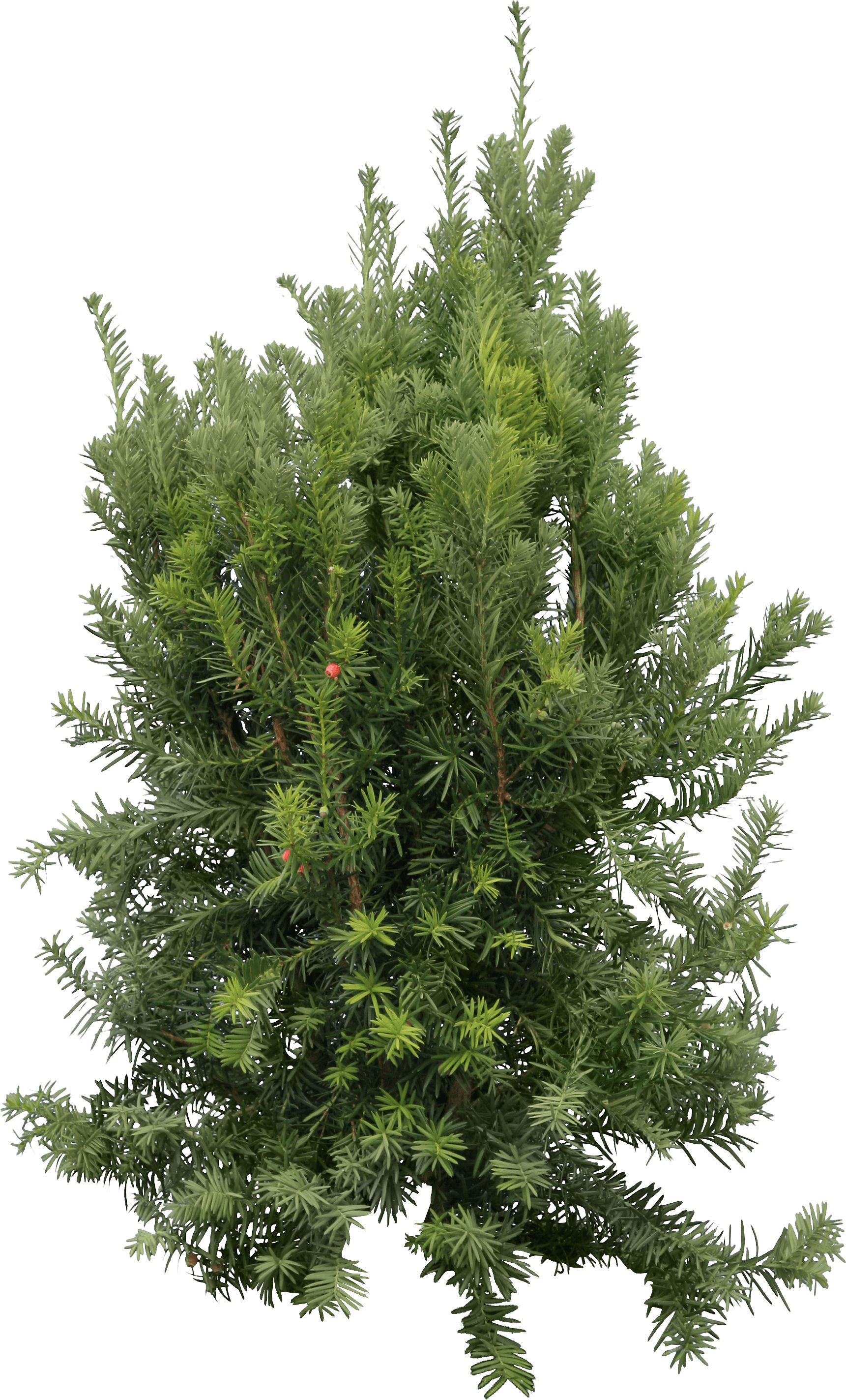 Fir-Tree Transparent PNG Image