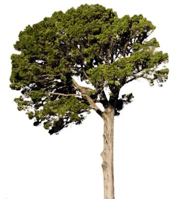 Fir-Tree Transparent PNG Image