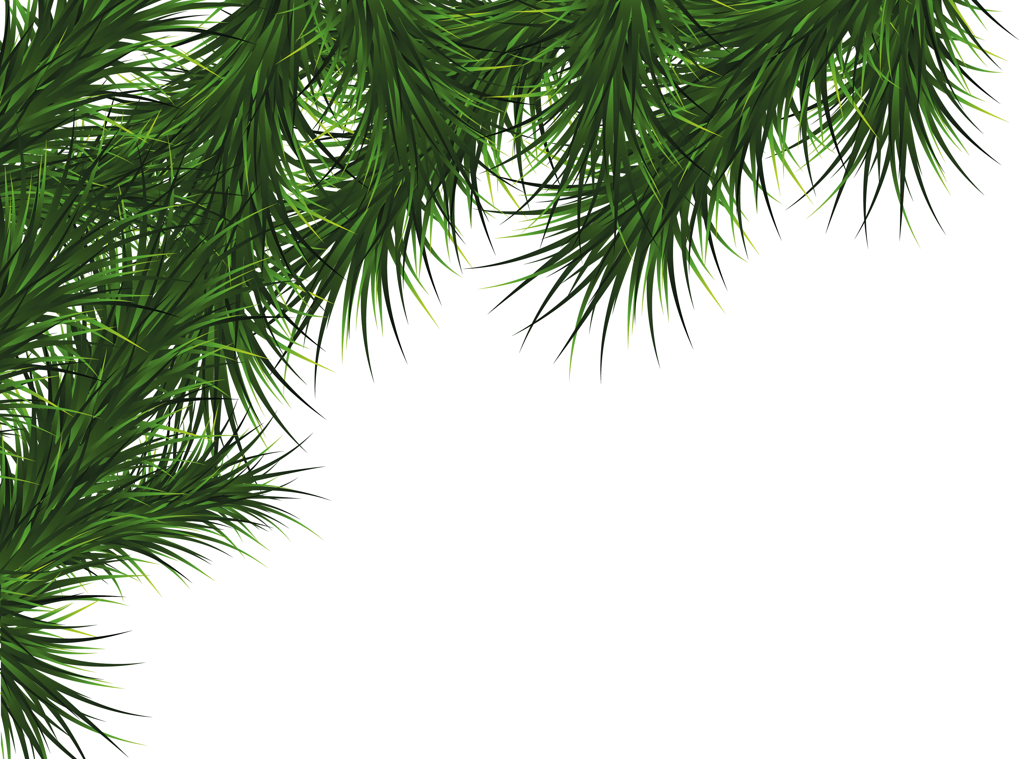 Fir-Tree Transparent PNG Image