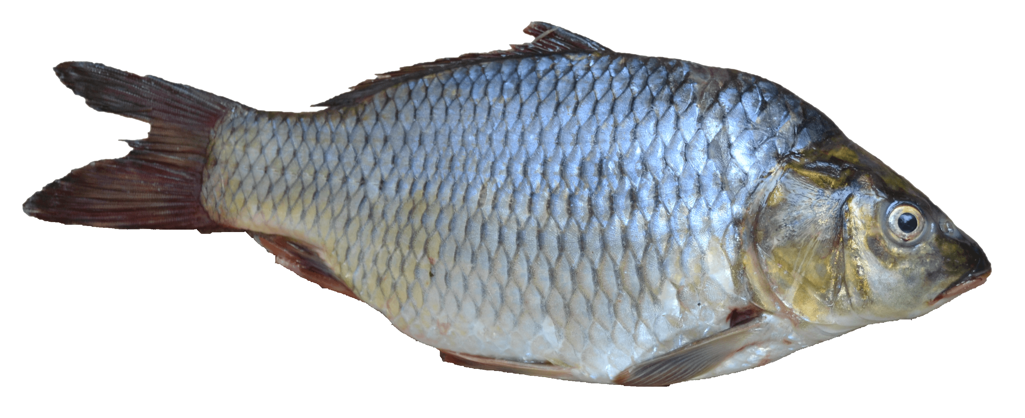 Fish Transparent PNG Image