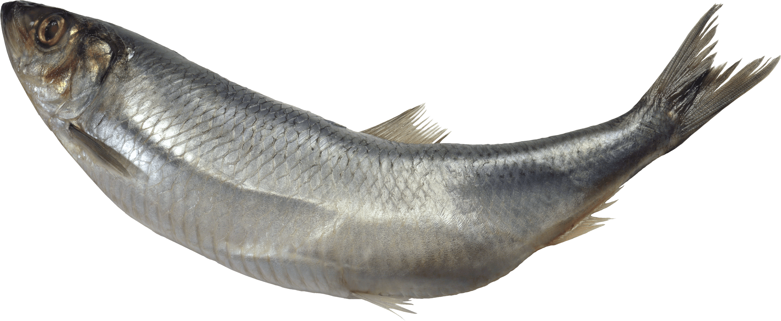 Fish Transparent PNG Image