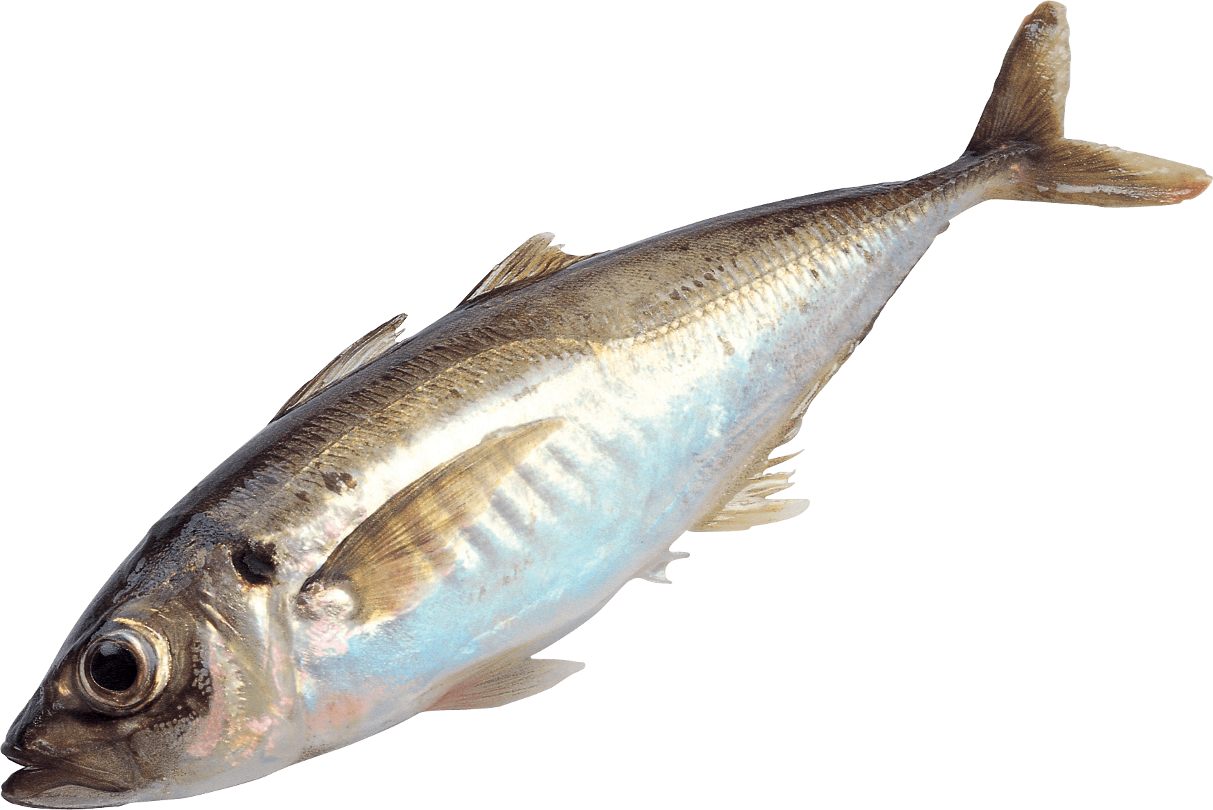 Fish Transparent PNG Image