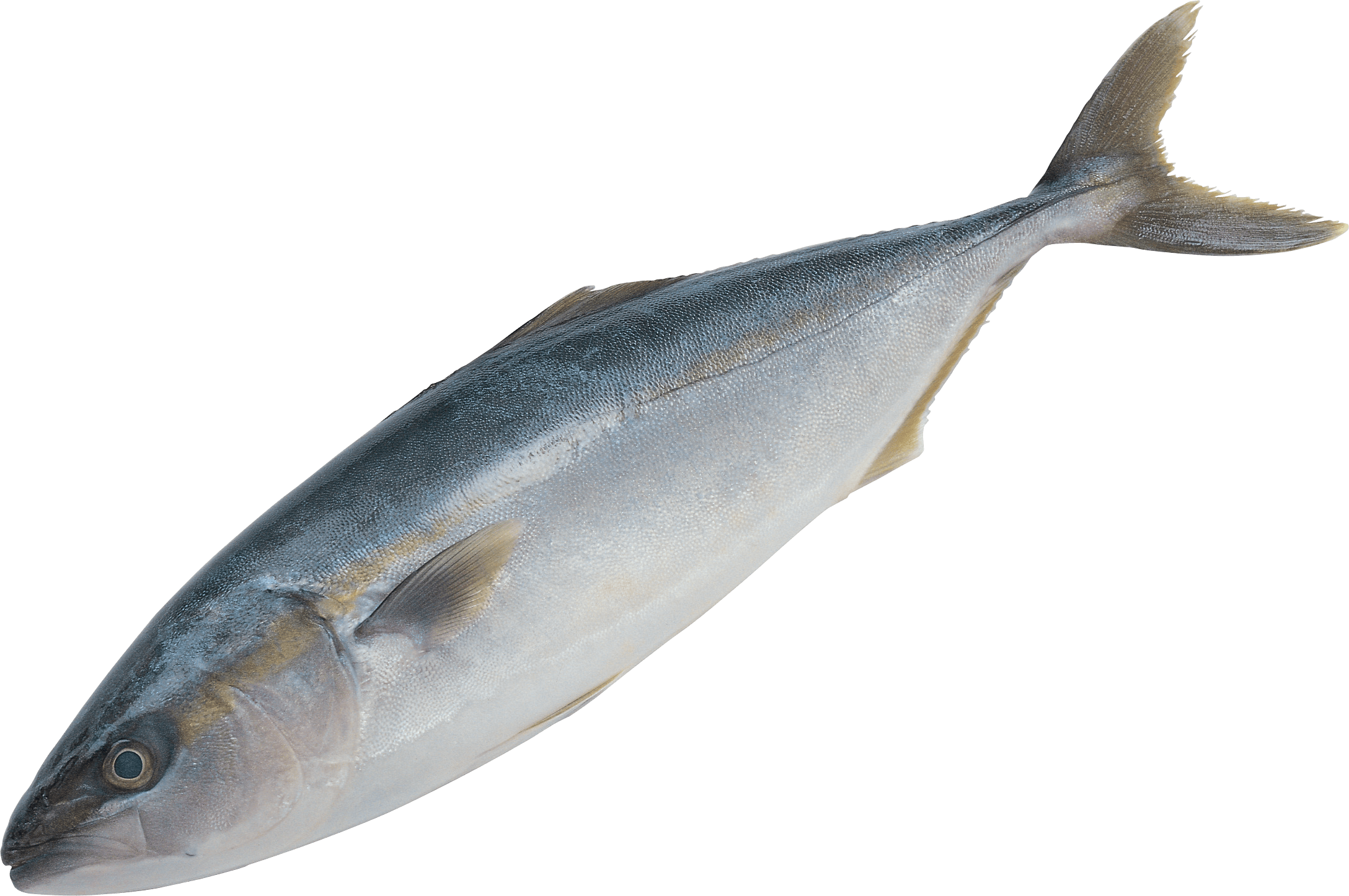 Fish Transparent PNG Image