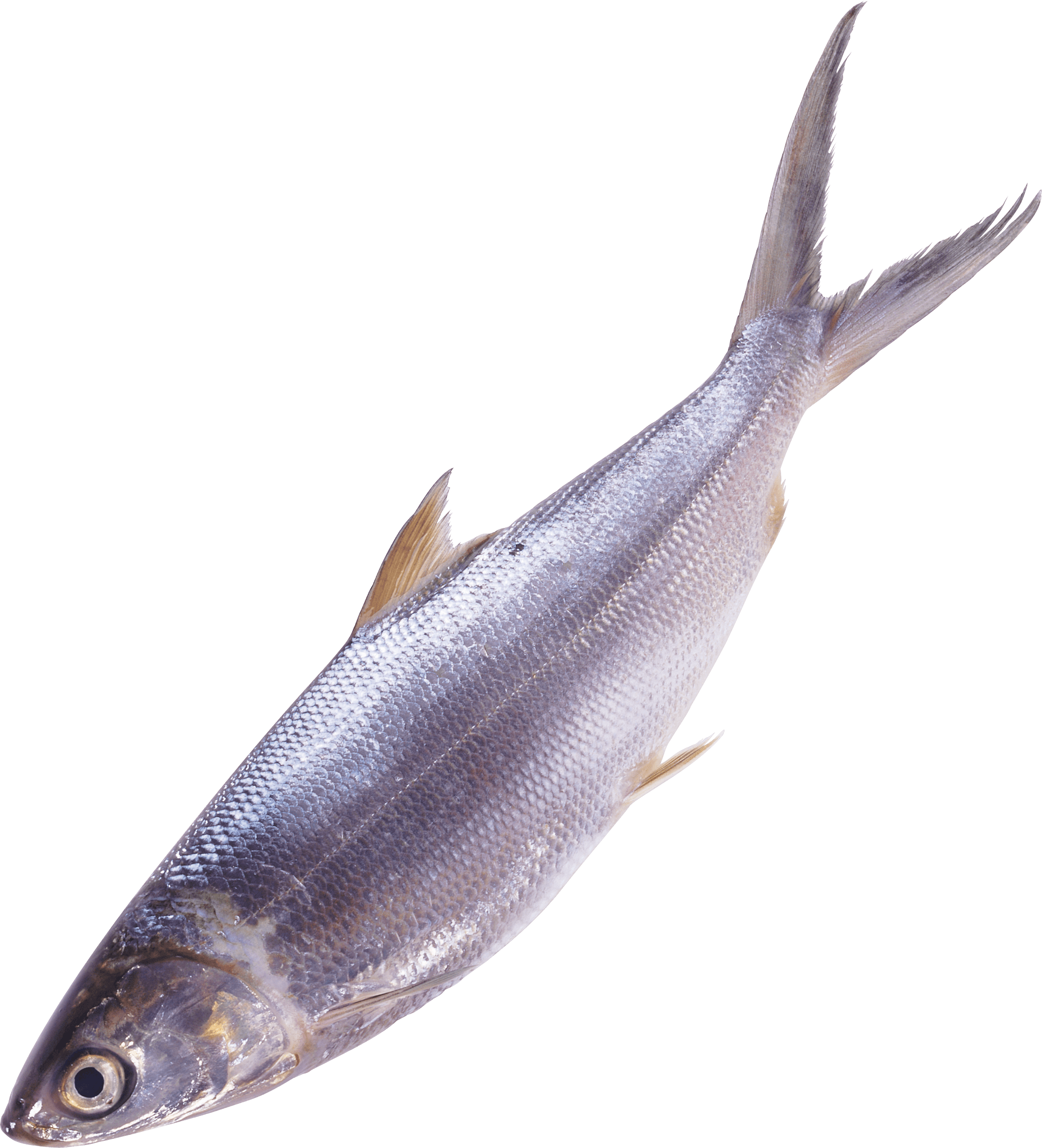 Fish Transparent PNG Image