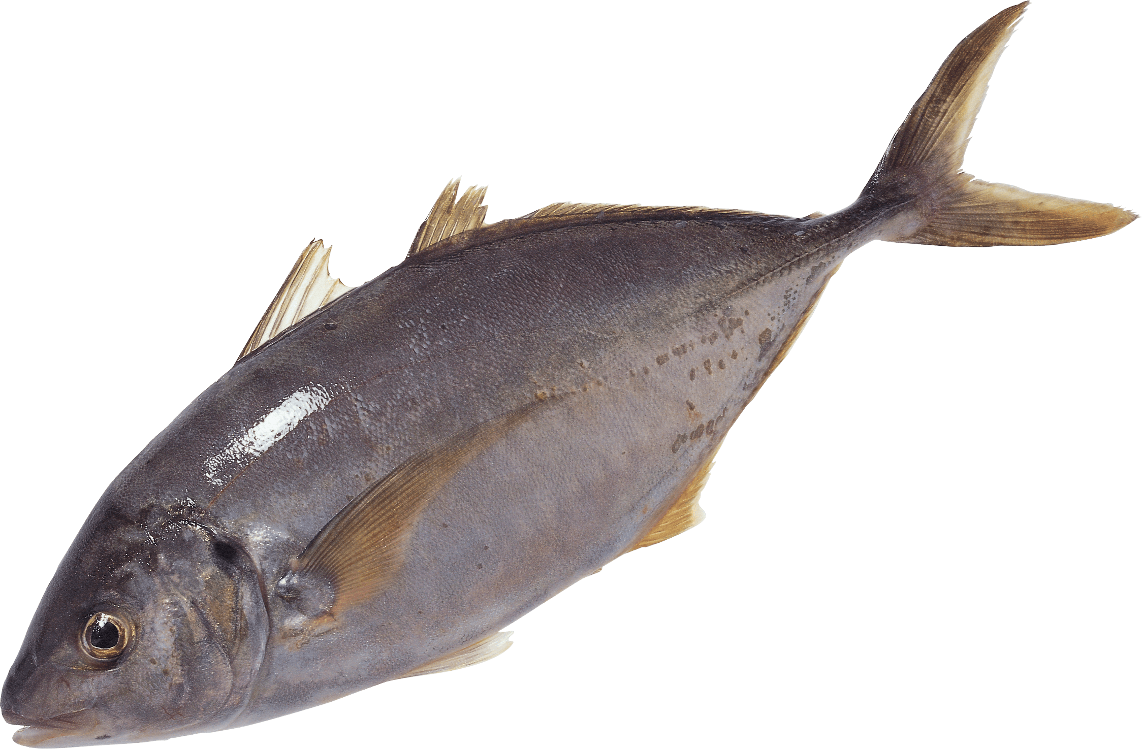 Fish Transparent PNG Image
