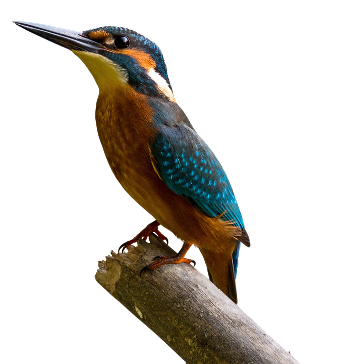 Kingfisher Bird Beak Transparent PNG Image