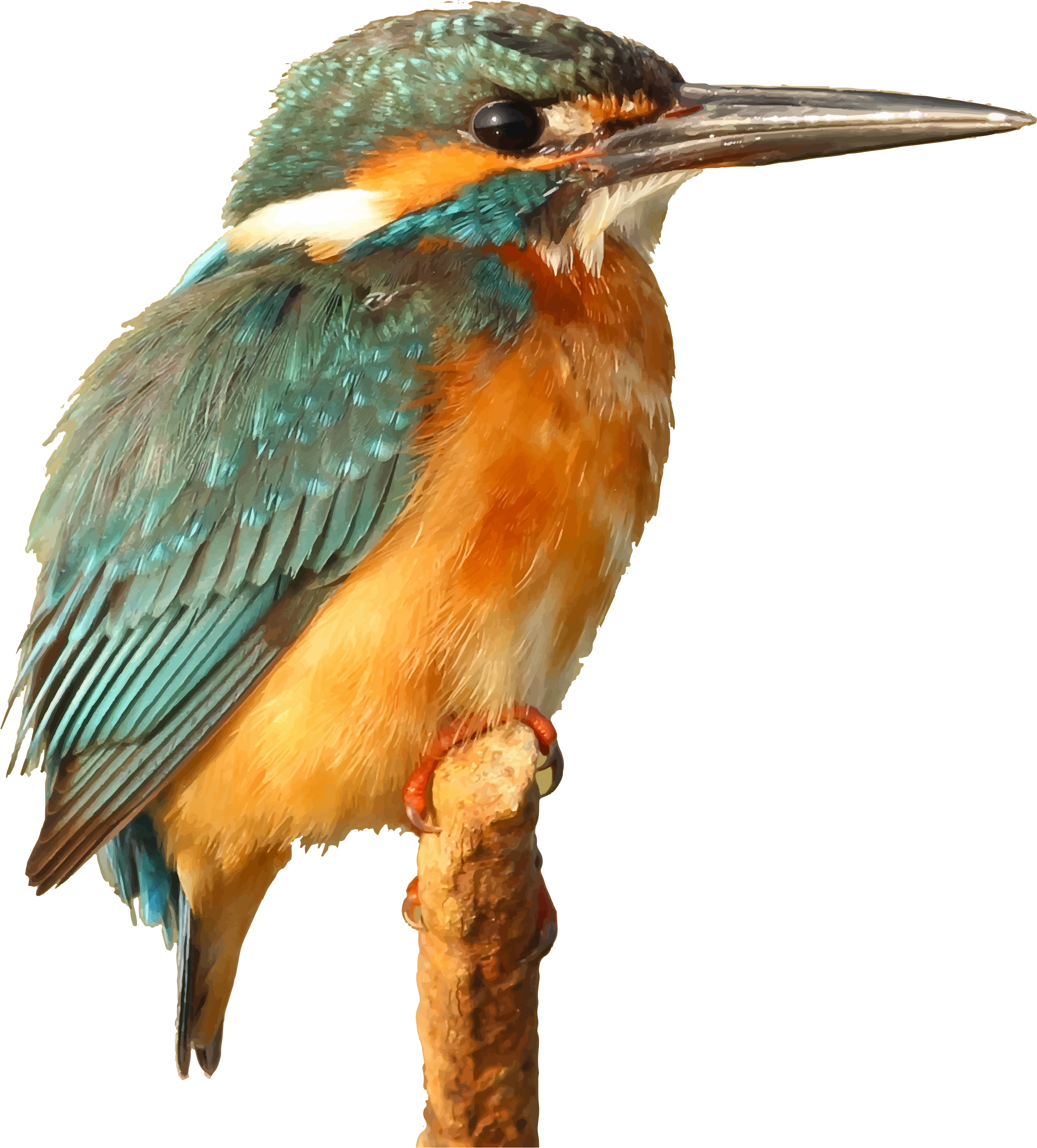 Kingfisher Bird Beak Transparent PNG Image
