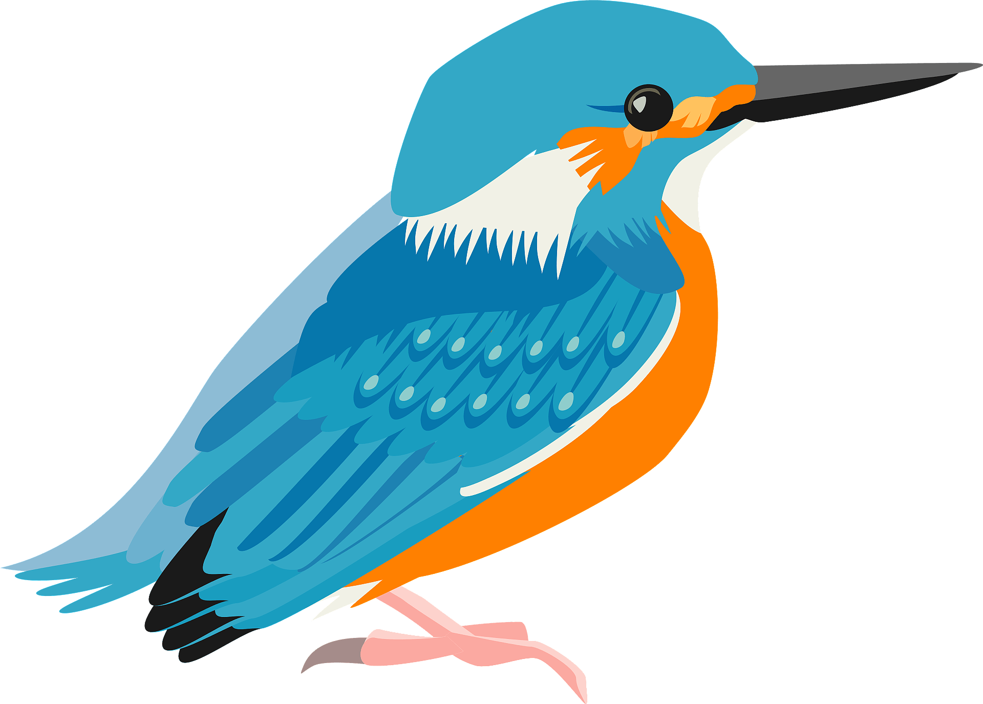 Kingfisher Bird Beak Transparent PNG Image