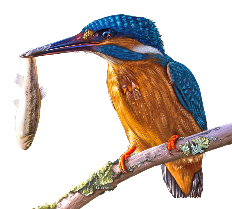 Kingfisher Bird Beak Transparent PNG Image