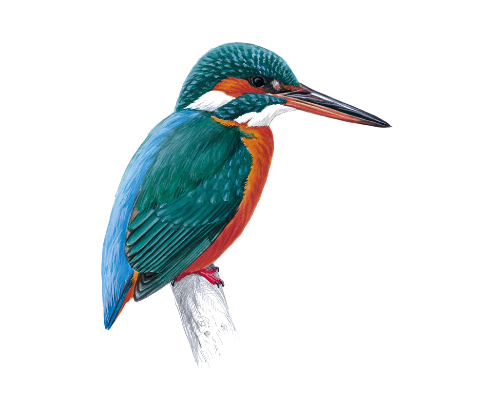 Kingfisher Bird Transparent PNG Image