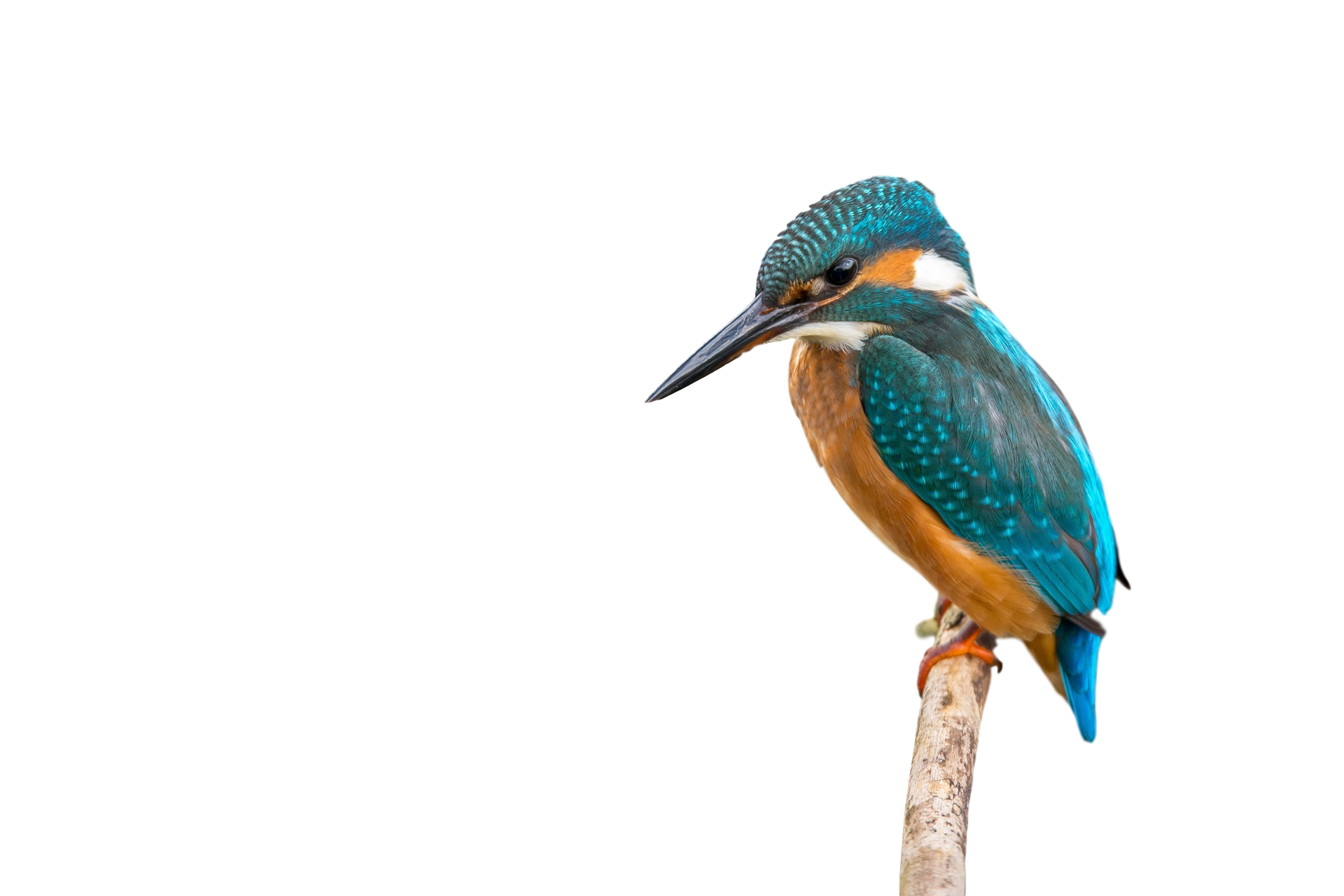 Kingfisher Bird Transparent PNG Image