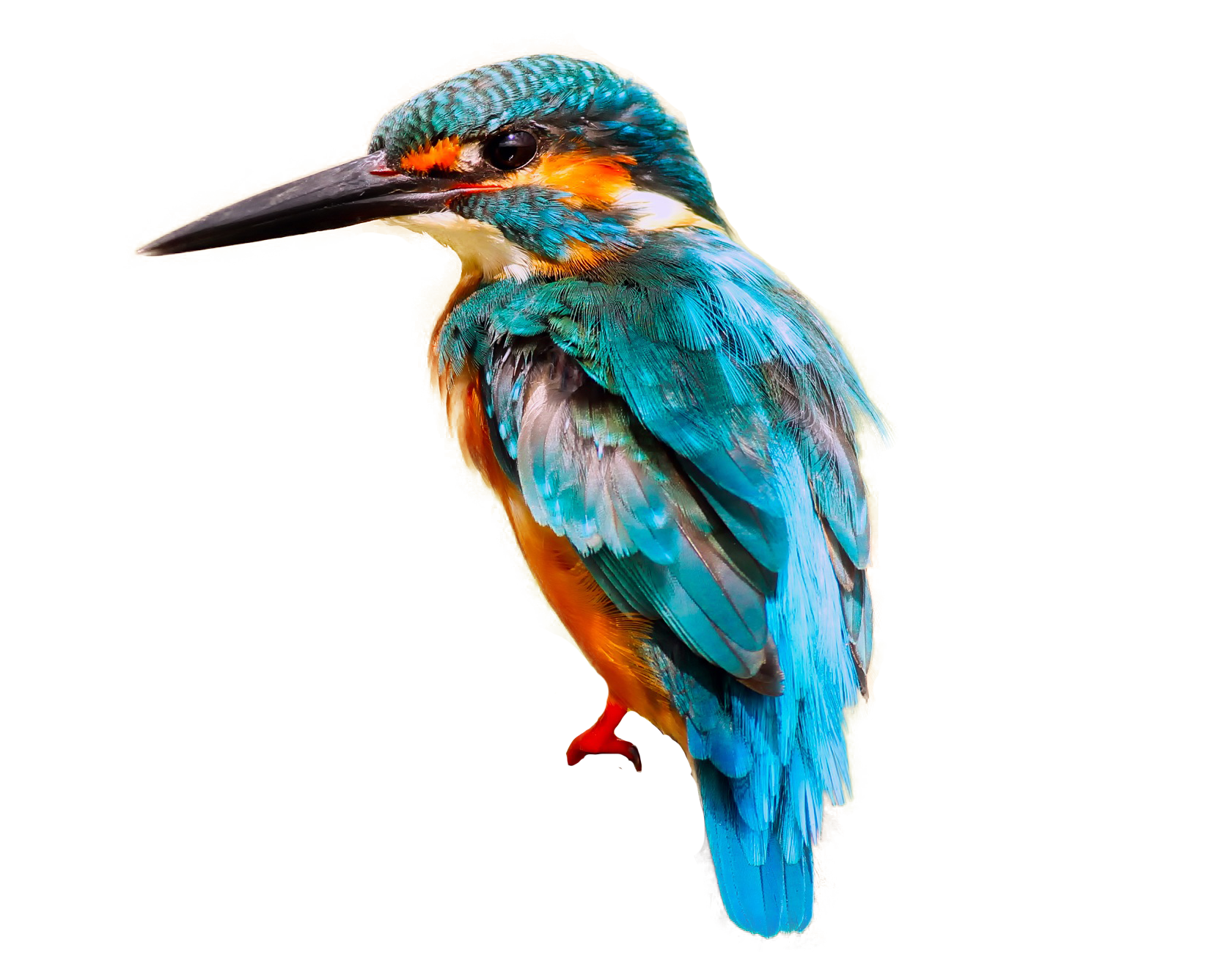 Kingfisher Bird Transparent PNG Image