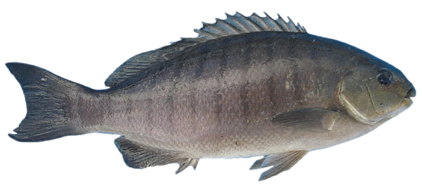 Fish Transparent PNG Image