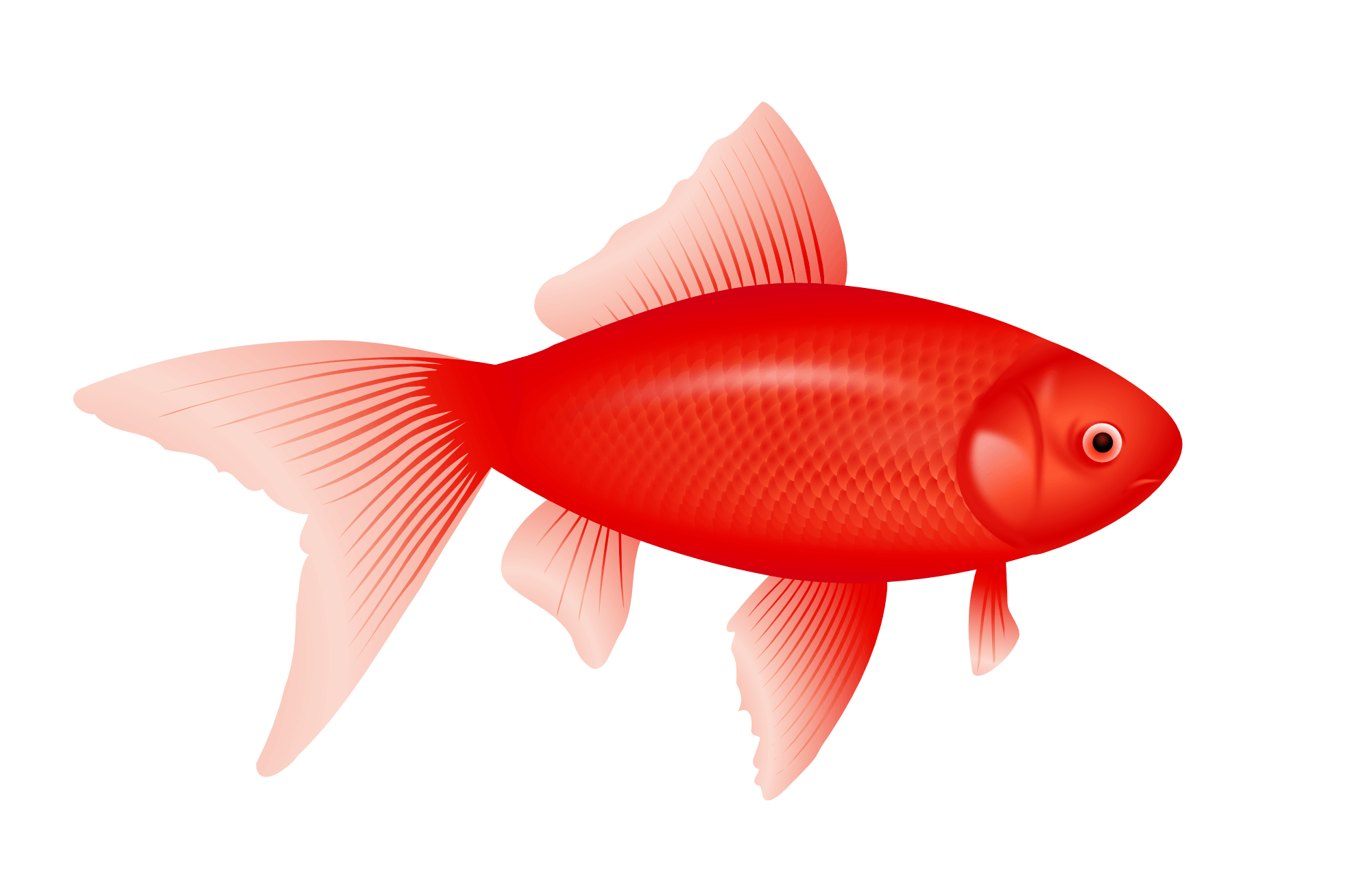 Red Fish Transparent PNG Image