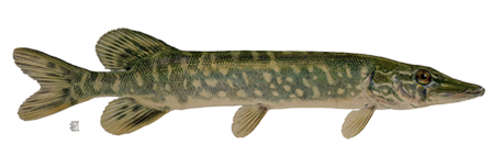 Real Fish Transparent PNG Image