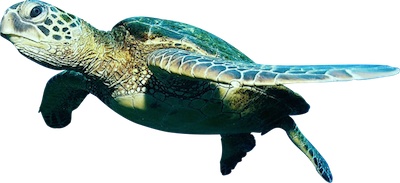 Ocean Fish Transparent PNG Image