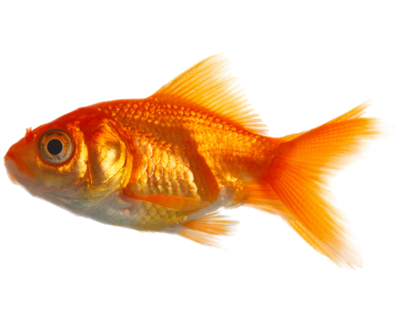 Real Fish Transparent PNG Image
