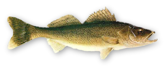 Real Fish Transparent PNG Image