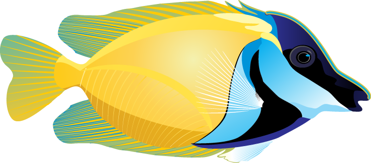 Ocean Fish Transparent PNG Image
